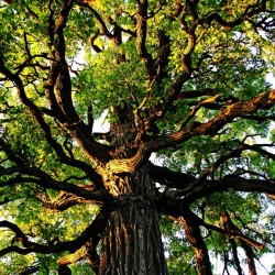 The Mighty Oak